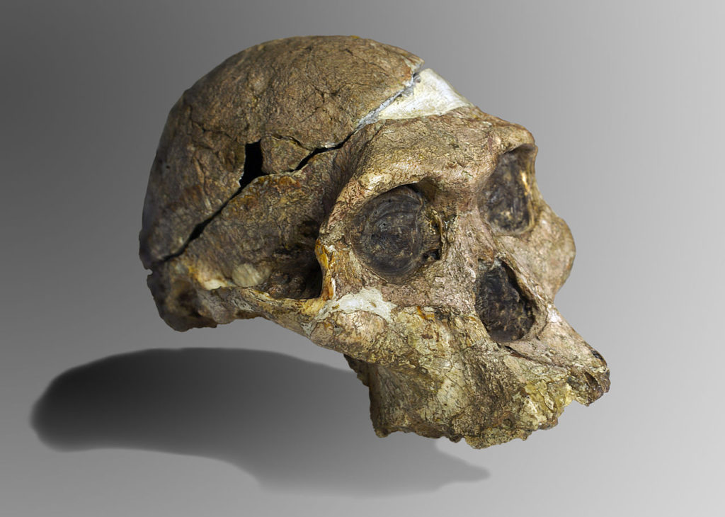 Podcast XYZ: Austrolopithecus es uno de los ancestros del Ser Humano