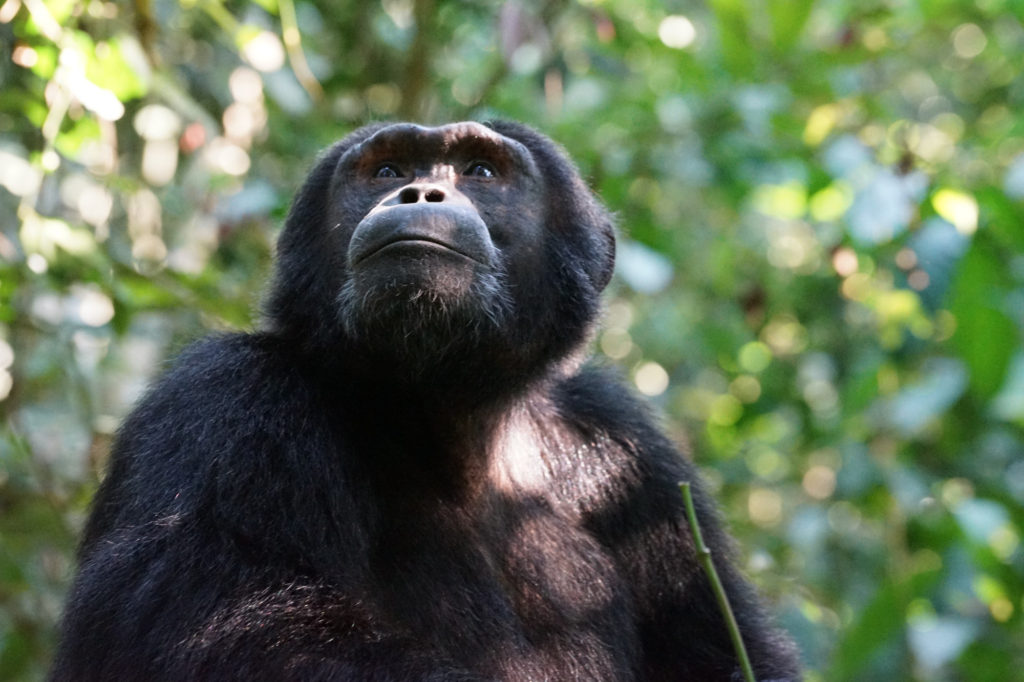 Podcast XYZ: El chimpancé, la especie viva más parecida al ser humano