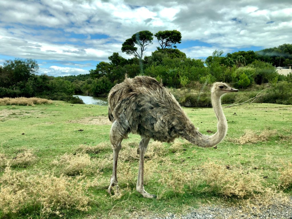Podcast XYZ: El avestruz, al igual que el ser humano, un ejemplo de animal bípedo
